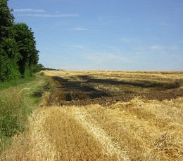 2010-07-20 Flächenbrand in Weyer